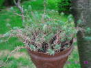 Sedum reflexum