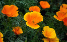 1889_goldenstatepoppies_2560x1600