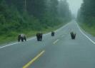 poze-animale-haioase-ursi-gasca-20081025-300x217