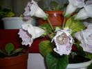 Tigrina blue