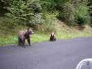 PAZNICII TRANSFAGARASANULUI