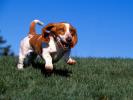 High on Life_ Basset Hound