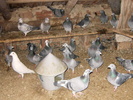 poze porumbei andrei 046