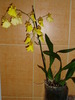 orhidee oncidium