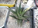 Haworthia sp