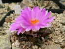 ariocarpus_bravoanus_v.hintonii