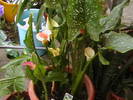 Picture 052