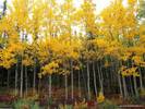 Aspen and Birch, Denali National Park, Alaska