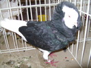 Picture 114