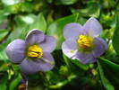 VIOLETA MEXICANA