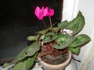 Cyclamen