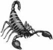 scorpion