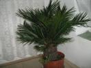 Cycas revoluta 2