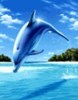 delfin