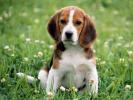 Dogs Wallpaper_ Poze cu Catei 31