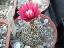 Gymnocalycium erinaceum - 15.06