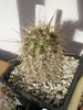 Echinocereus triglochidiatus v. arizonicus - 29.12