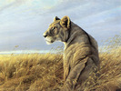 animal_nature021