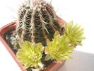 Echinocereus mare inflorit - 9.05