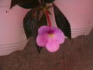achimenes