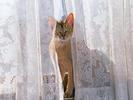 Pisica de Apartament Poze Pisici Imagini Pisicute Wallpapers