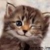 animale__avatare-cu-pisicute-30_jpg_85_cw85_ch85
