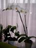 orhidee alba 5 dec 2007 (1