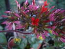 Picture 036