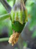 Jalapeno Pepper (2009, June 14)