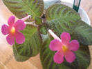 Episcia Pink Panther 7