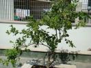 DSC04953