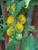 Tomato Yellow Pear (2009, Aug.21)