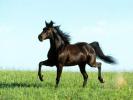 Imagini Animale Cai_ Imagini cu Animale_ Imagini Cai