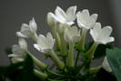 Stephanotis floribunda