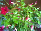 sundaville