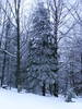 DSCF7596