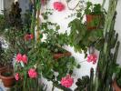 FLORI