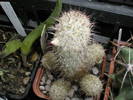 Mammillaria elongata boboci