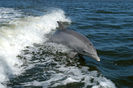 800px-Bottlenose_Dolphin_KSC04pd0178
