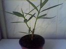 Picture 005