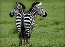 _44058304_zebras416