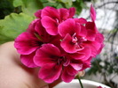 P1010396