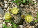 echinocereus_viridiflorus