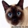 animale__avatare-cu-pisicute-59_jpg_85_cw85_ch85