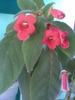 Kohleria