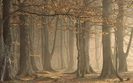 European-Beechwood-Forest-Arbroath-Angus-Scotland