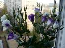 Lisianthus