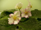 P1170266