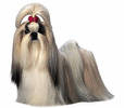 shih_tzu