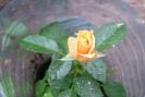 gradina 2008 043
